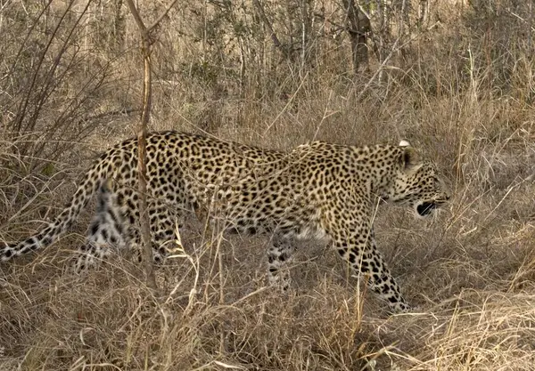 Otların arasında yürüyüş çita