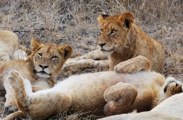 Kenya savanındaki aslan