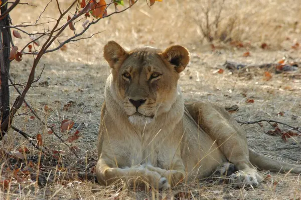 Afrika savanındaki aslan.