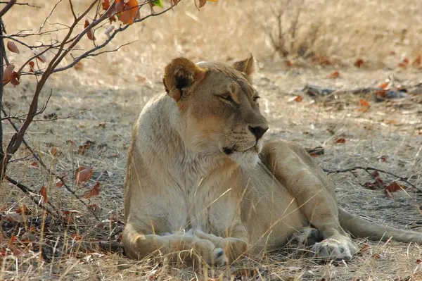 Kuru bir çimenlikte dinlenen aslan.