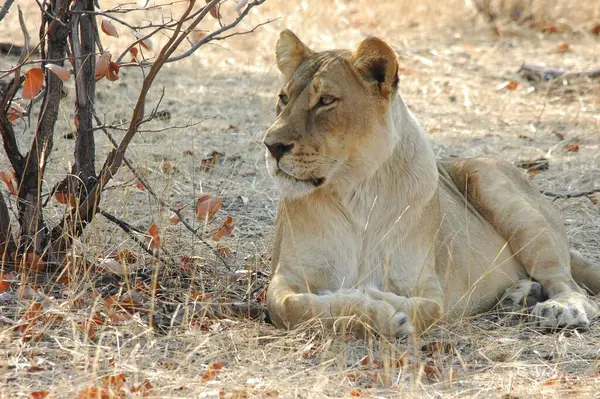 Kenya bozkırında bir aslan