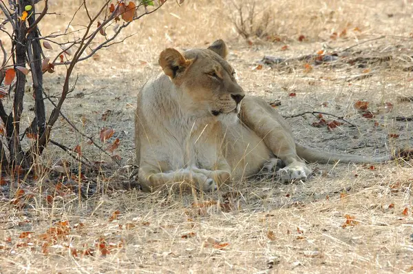 Çimenlerde yatan erkek aslan.