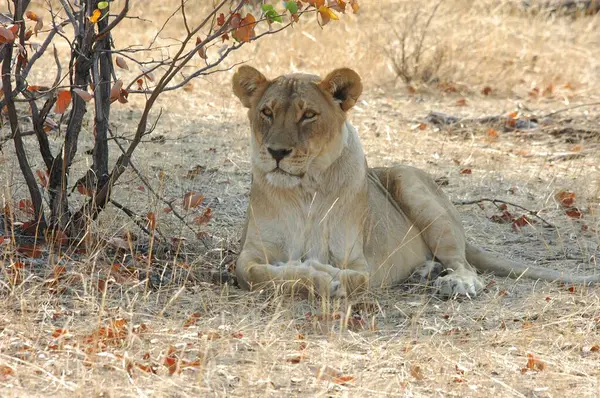 Kenya Afrika 'nın savanındaki aslan.