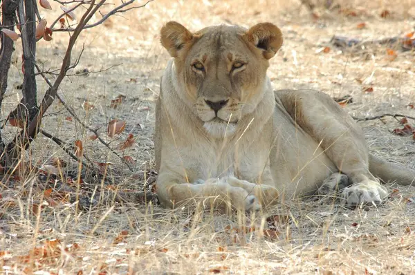 Afrika 'daki Kruger Ulusal Parkı' nda aslan var.