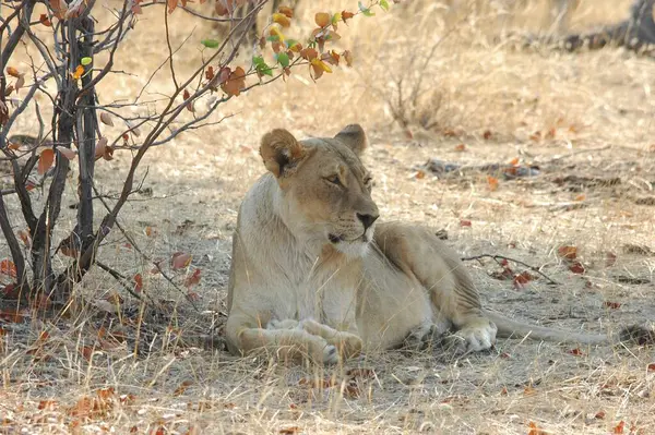 Vahşi aslan, hayvan.