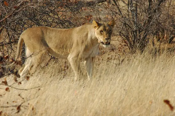 Namibya 'daki Etoşa Milli Parkı' nda aslan (panthera leo)