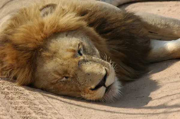 a closeup shot of a lion laying on the ground