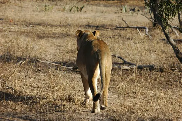 Aslan ın kruger national park, Güney Afrika