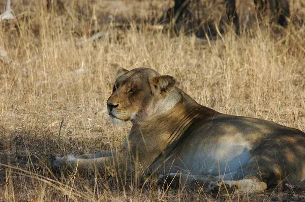 Afrika 'nın bozkırındaki aslan