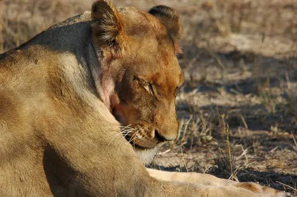 Kenya savanındaki aslan