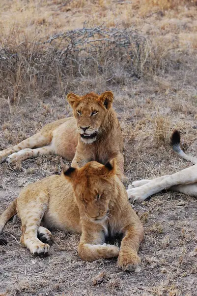 Aslan yavrusu çimenlerde yatıyor.