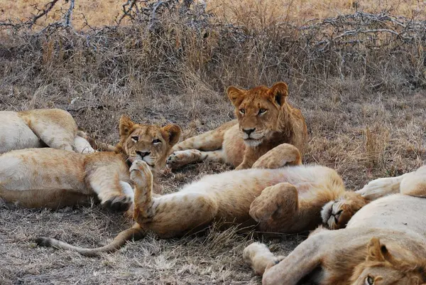 Kenya savanındaki aslan