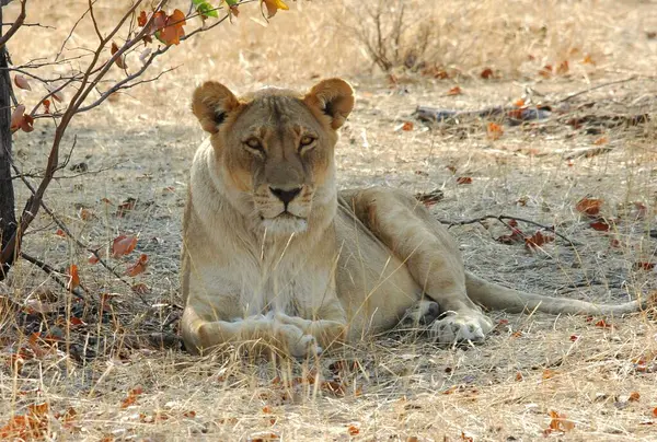 Güzel vahşi aslan ağaçta dinleniyor.