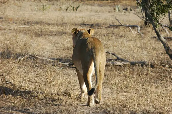 Kenya 'daki savanda aslanlar