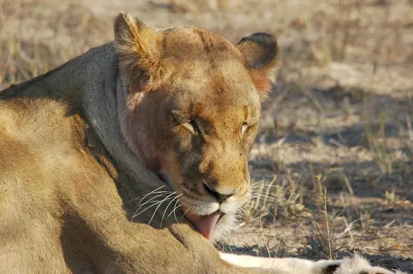 Kenya savanındaki aslan