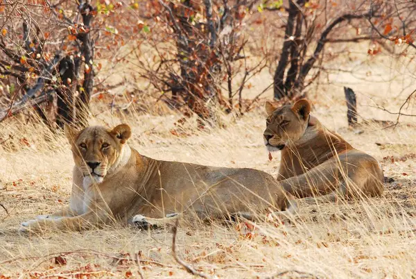 Afrika 'daki Etoşa namibya' nın su birikintisinde aslanlar