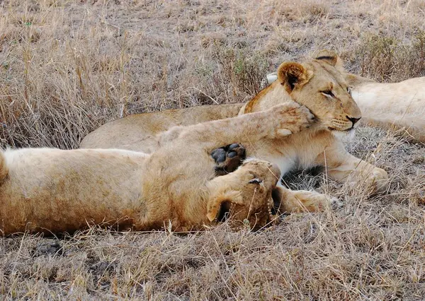 Vahşi doğada dişi aslan.