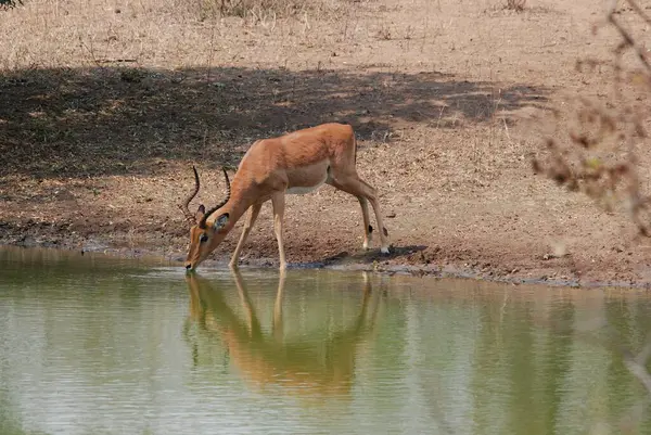 Sudaki bir geyiğin yakın plan fotoğrafı.