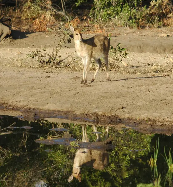 Afrika Kudu, Kenya Ulusal Parkı