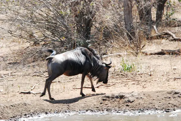 Etoşa Ulusal Parkı, Namibya 'daki Afrika antilopları