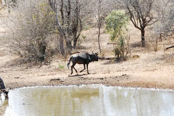 Afrikalı bir çalılığın suyu. Kruger 'ın içinde suyun ortasında.