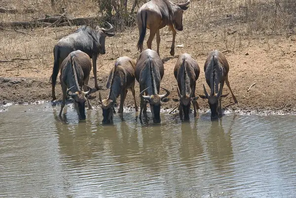 Afrika Bizonu sudan su içiyor.