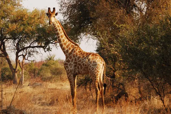 Doğadaki Afrika zürafası.