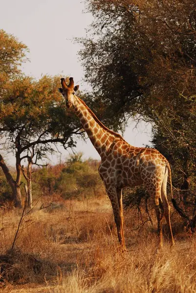 Vahşi Afrika 'daki zürafa.