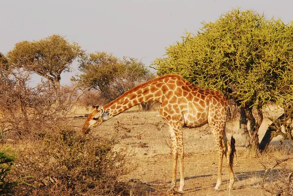 Namibya Afrika 'da zürafa