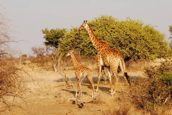 Zürafalar etkin Milli Parkı'nda