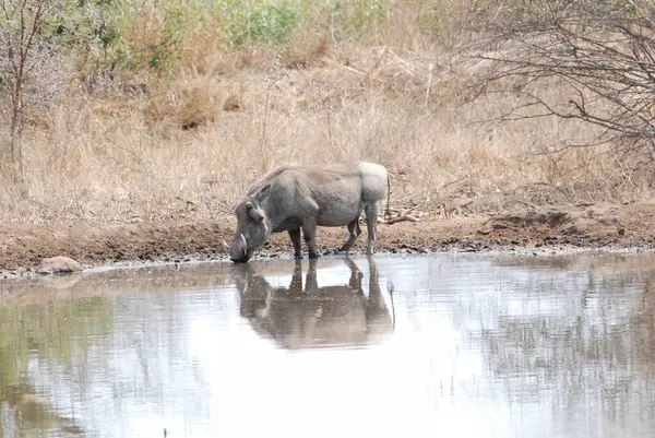 Suda bir at sürüsü