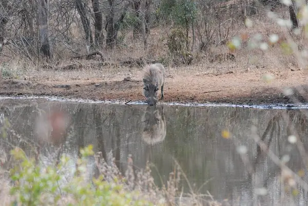 Afrika 'nın güneyindeki Kruger Ulusal Parkı' nda şirin bir Afrika filinin yakın plan fotoğrafı.