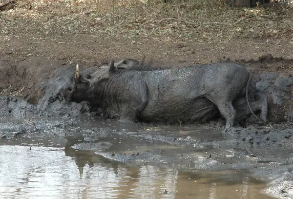 ormanda vahşi bufalo