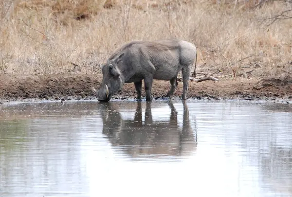 Suda küçük bir Afrika bufalosu