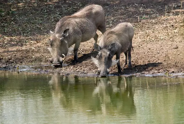 Ormanda yaban domuzu