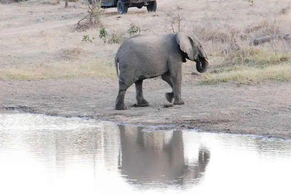 Sudaki bir delikte filler
