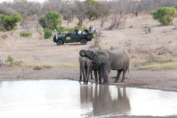 Afrika bozkırlarında bir grup fil.