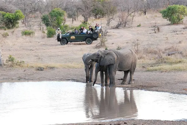 Afrika ulusal parkında filler