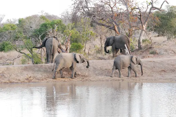 Afrika fili Kruger Ulusal Parkı, Güney Afrika