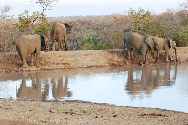 Nehrin sularında bir fil sürüsü