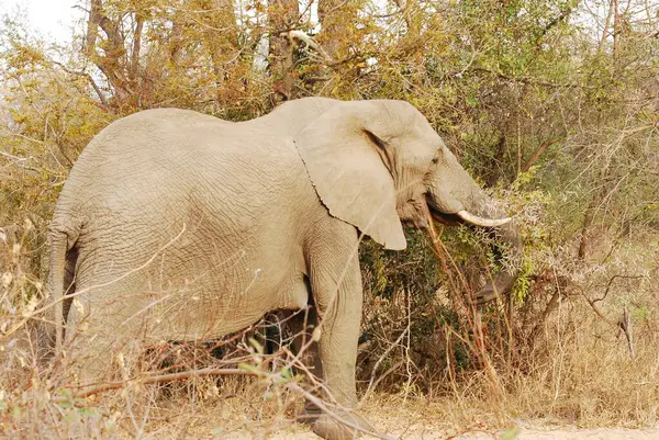 Kenya savanındaki fil