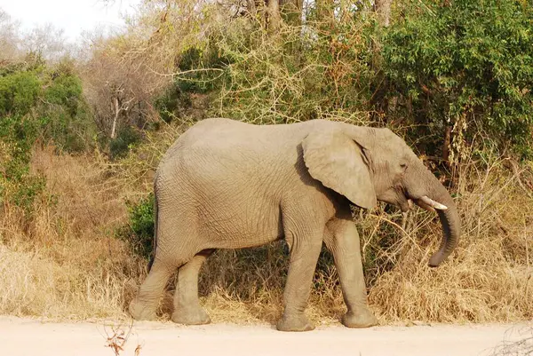 Güney Afrika 'daki Zimbabwe savanındaki filler.