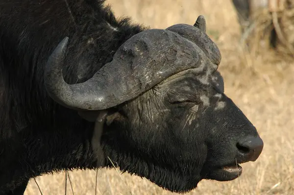 Büyük boynuzlu büyük bir boğa.