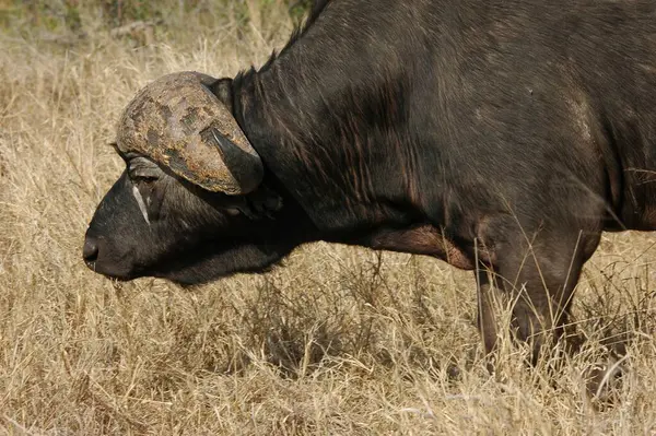 Savanadaki büyük Afrika bufalosu