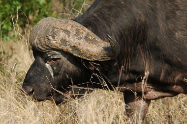 doğada buffalo