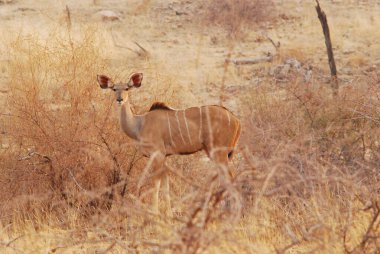 Çölün ortasında arka planı bulanık bir erkek antilobun güzel bir görüntüsü.