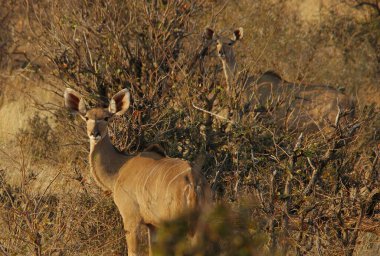 Kadın İmpala veya Kudu / Kruger Ulusal Parkı