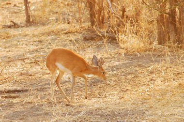 Kırmızı geyik (Cervus elaphus) vahşi doğada