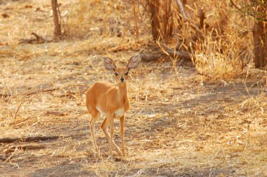 Hayvanat bahçesindeki güzel vahşi geyik