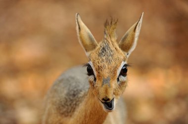 Kızıl geyik portresi, ruruus ruruus, erkek başı, doğal yaşam alanında..